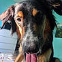 Locky participe au concours pour gagner de l'argent avec cette photo : dog, tongue_out, close_up, indoor, pet, black_fur, brown_fur, happy, canine, animal, bedroom, furniture, dresser, teal_wall, portrait, fur, ears, snout, whiskers, tongue