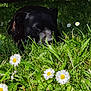 Nano participe au concours pour gagner de l'argent avec cette photo : dog, black_dog, grass, daisies, flowers, nature, outdoor, sunlight, sleeping, animal, pet, meadow, greenery, relaxation, flora, peaceful, close_up, spring, daytime, canine