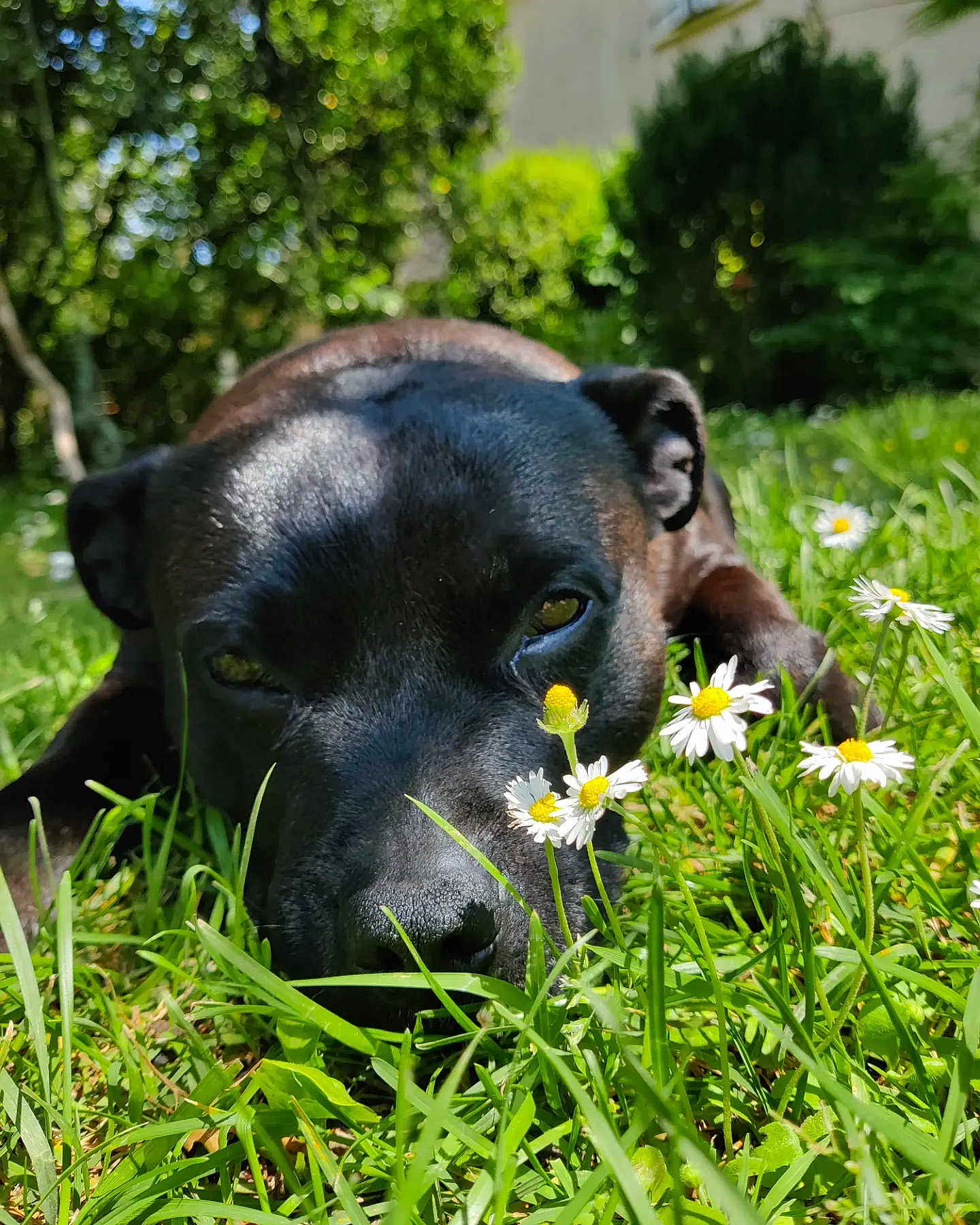 Nano participe au concours pour gagner de l'argent avec cette photo : dog, black_dog, grass, flowers, daisies, outdoor, nature, pet, animal, closeup, sunlight, greenery, relaxed, lying_down, snout, ears, garden, summer, peaceful, canine