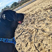 Filou a rejoint le concours — aidez-le/la à gagner de superbes lots ! animal, beach, black_dog, blue_sky, canine, daytime, dog, forest, harness, landscape, leash, nature, outdoor, pet, river, sand, side_view, sunny, trees, water