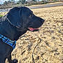 Filou participe au concours pour gagner de l'argent avec cette photo : animal, beach, black_dog, canine, daytime, dog, ears, fur, harness, leash, muzzle, nature, outdoor, pet, sand, shore, sky, sunny, trees, water