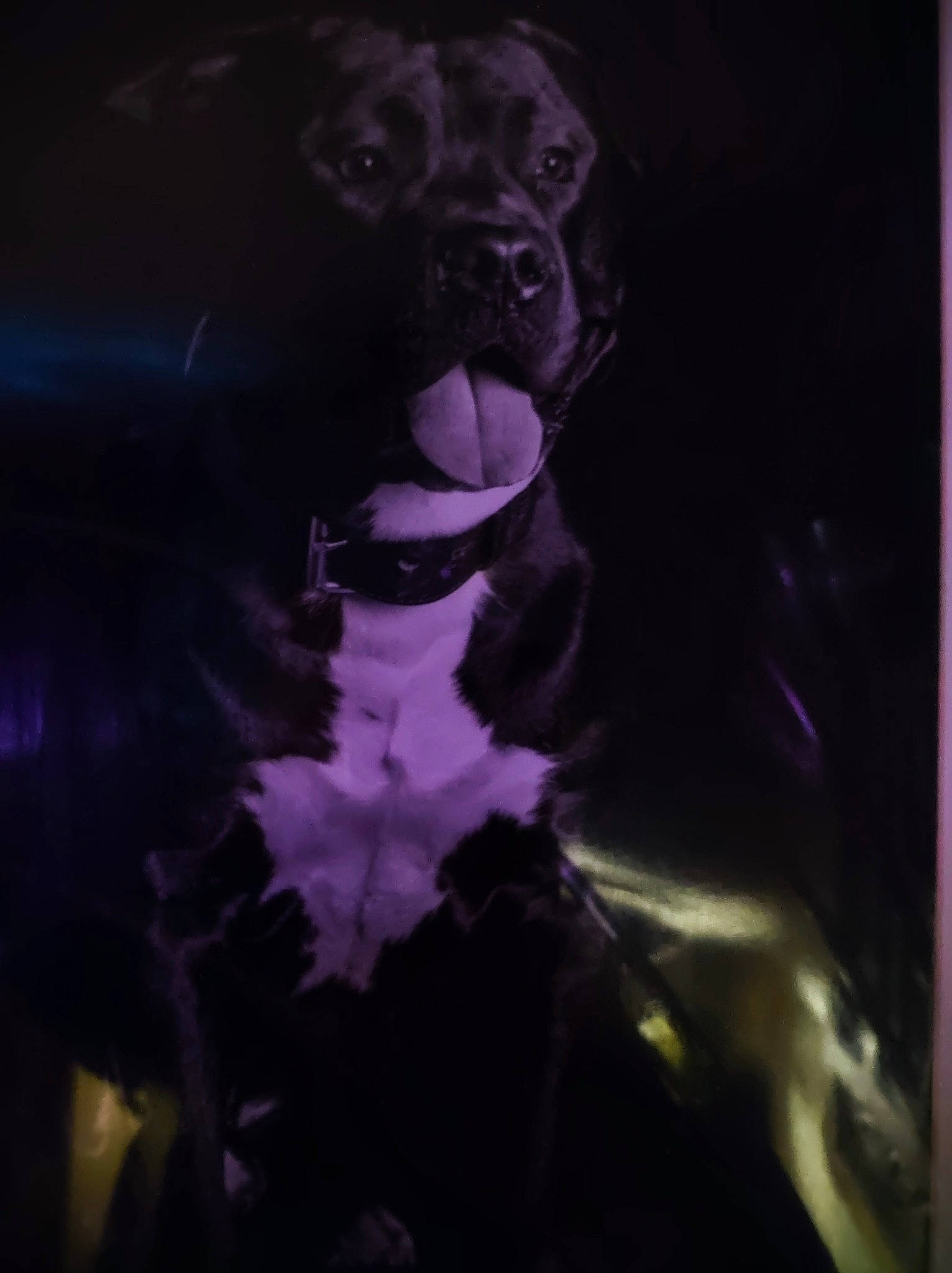 Loki a rejoint le concours — aidez-le/la à gagner de superbes lots ! carnivore, companion_dog, darkness, dog, dog_breed, electric_blue, eyewear, fictional_character, flash_photography, fur, magenta, night, personal_protective_equipment, purple, sleeve, sporting_group, t_shirt, tints_and_shades, violet, visual_arts