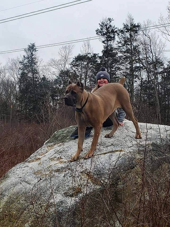 Loki is registered to the contest to win money with this photo: carnivore, collar, dog, dog_breed, dog_collar, fawn, grass, guard_dog, gun_dog, landscape, leash, plant, recreation, sky, slope, soil, sporting_group, tail, tree, working_animal