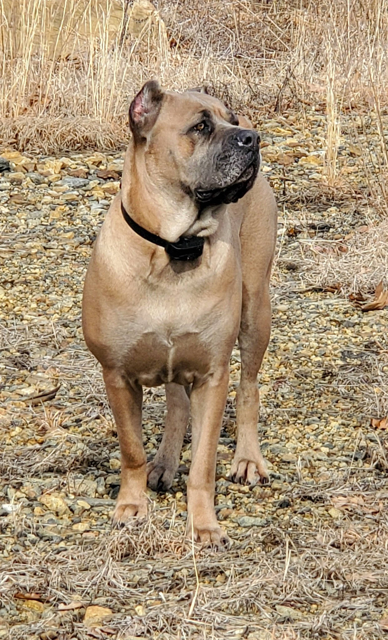 Loki is registered to the contest to win money with this photo: ancient_dog_breeds, canidae, carnivore, collar, companion_dog, dog, dog_breed, dog_collar, fawn, liver, molosser, non_sporting_group, pet_supply, snout, soil, sporting_group, terrestrial_animal, working_animal, working_dog, wrinkle