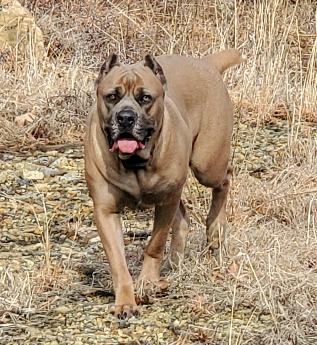 Loki joined the competition — help win amazing prizes! ancient_dog_breeds, boxer, canidae, carnivore, collar, companion_dog, dog, dog_breed, dog_collar, fawn, grass, guard_dog, hunting_dog, molosser, soil, sporting_group, terrestrial_animal, working_animal, working_dog, wrinkle