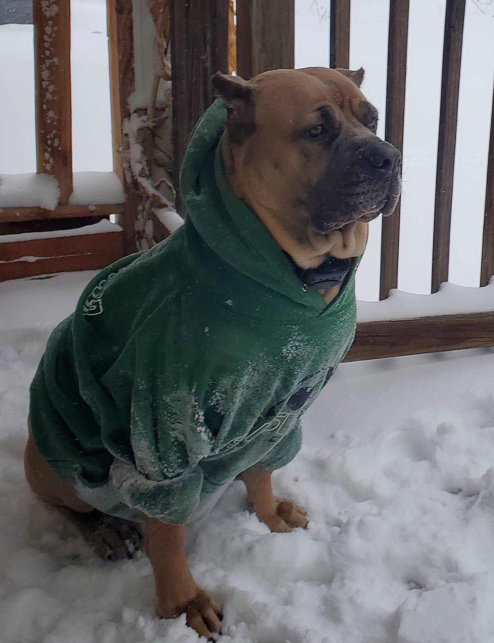 Loki is registered to the contest to win money with this photo: carnivore, collar, companion_dog, dog, dog_breed, dog_clothes, dog_supply, fawn, fence, ori_pei, pet_supply, snapshot, snout, snow, sporting_group, terrestrial_animal, toy_dog, whiskers, working_animal, wrinkle
