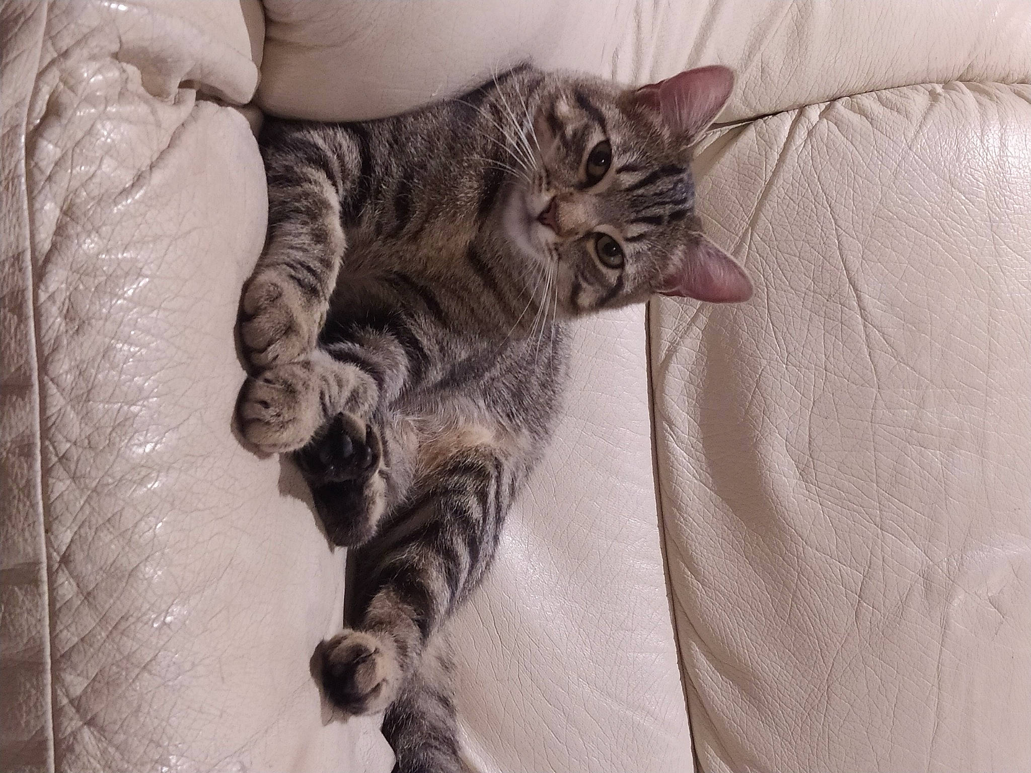 Socquette participe au concours pour gagner de l'argent avec cette photo : carnivore, cat, claw, comfort, domestic_short_haired_cat, felidae, fur, gesture, grey, leg, linens, pattern, paw, small_to_medium_sized_cats, snout, tail, textile, tree, whiskers