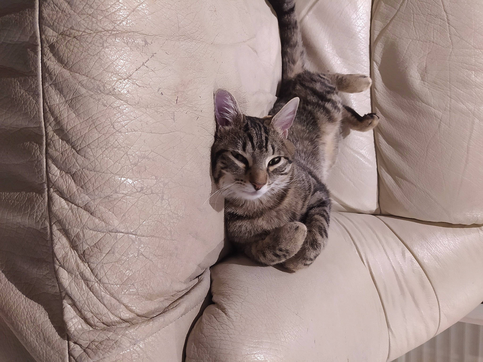 Socquette a rejoint le concours — aidez-le/la à gagner de superbes lots ! carnivore, cat, comfort, couch, domestic_short_haired_cat, felidae, fur, grey, house, human_leg, monochrome, monochrome_photography, plant, sitting, small_to_medium_sized_cats, style, tail, vertebrate, whiskers, window