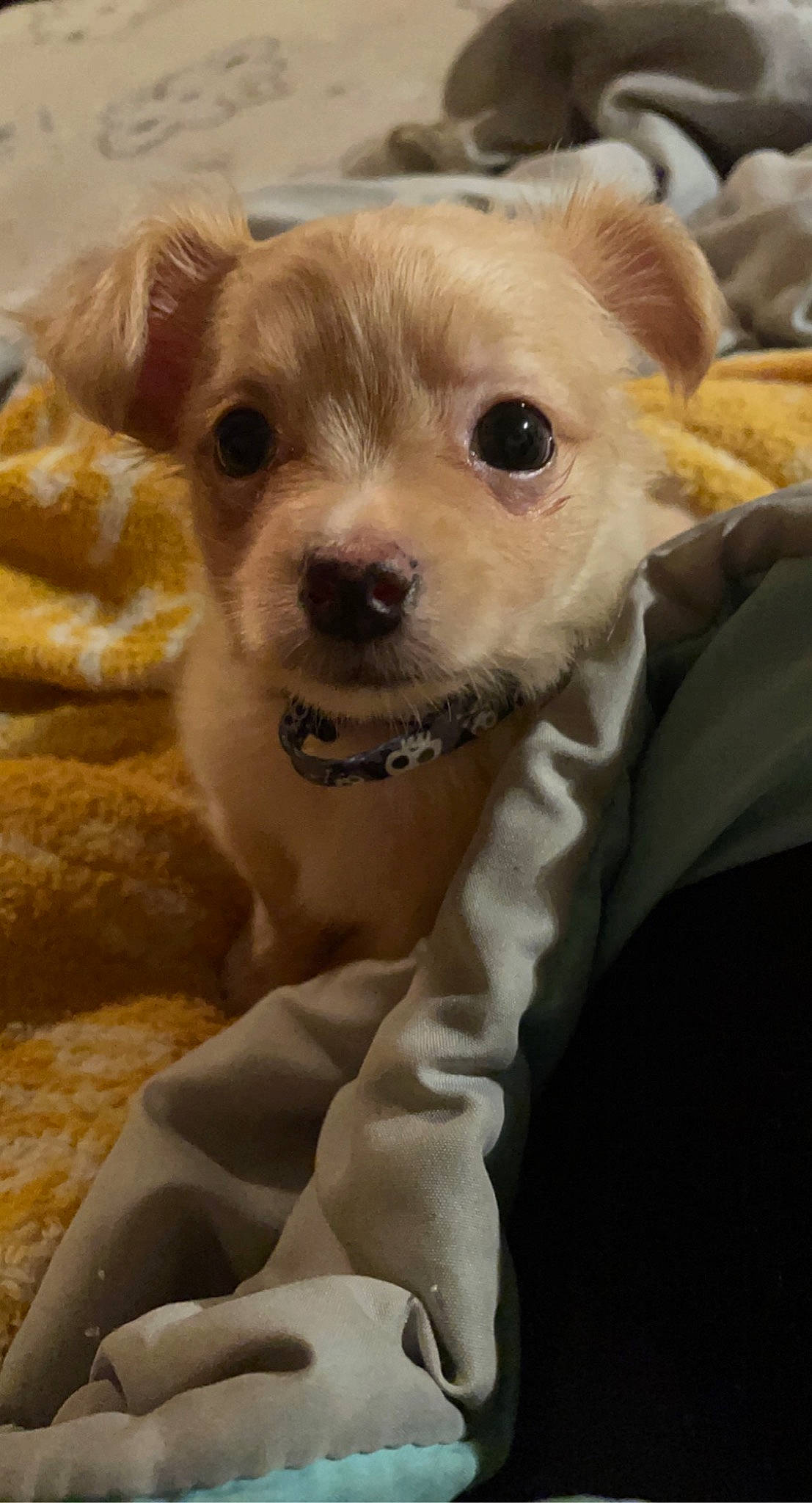 Mickey is registered to the contest to win money with this photo: ancient_dog_breeds, carnivore, collar, companion_dog, cordoba_fighting_dog, dog, dog_breed, dog_clothes, dog_collar, dog_supply, fawn, fur, non_sporting_group, terrestrial_animal, terrier, toy_dog, whiskers, working_animal