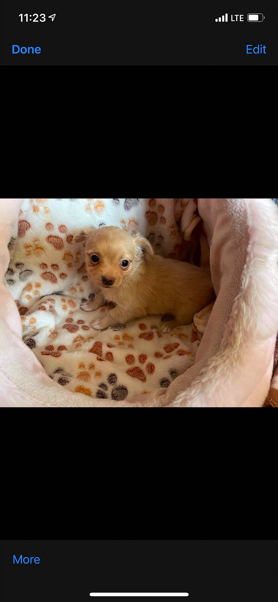 Mickey joined the competition — help win amazing prizes! carnivore, comfort, companion_dog, dog, dog_breed, dog_supply, fawn, fur, non_sporting_group, paw, pet_supply, puppy_love, snout, stuffed_toy, terrestrial_animal, toy, toy_dog, whiskers, working_animal