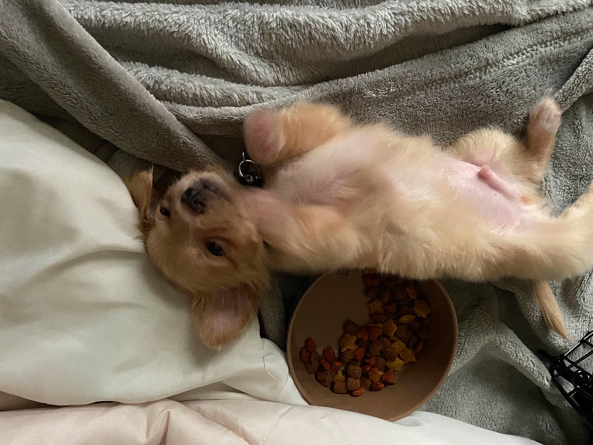 Mickey is registered to the contest to win money with this photo: canidae, carnivore, cat, cat_supply, comfort, companion_dog, dog_breed, domestic_short_haired_cat, fawn, felidae, mammal, paw, pet_food, pet_supply, rodent, small_to_medium_sized_cats, snout, tail, thai, whiskers