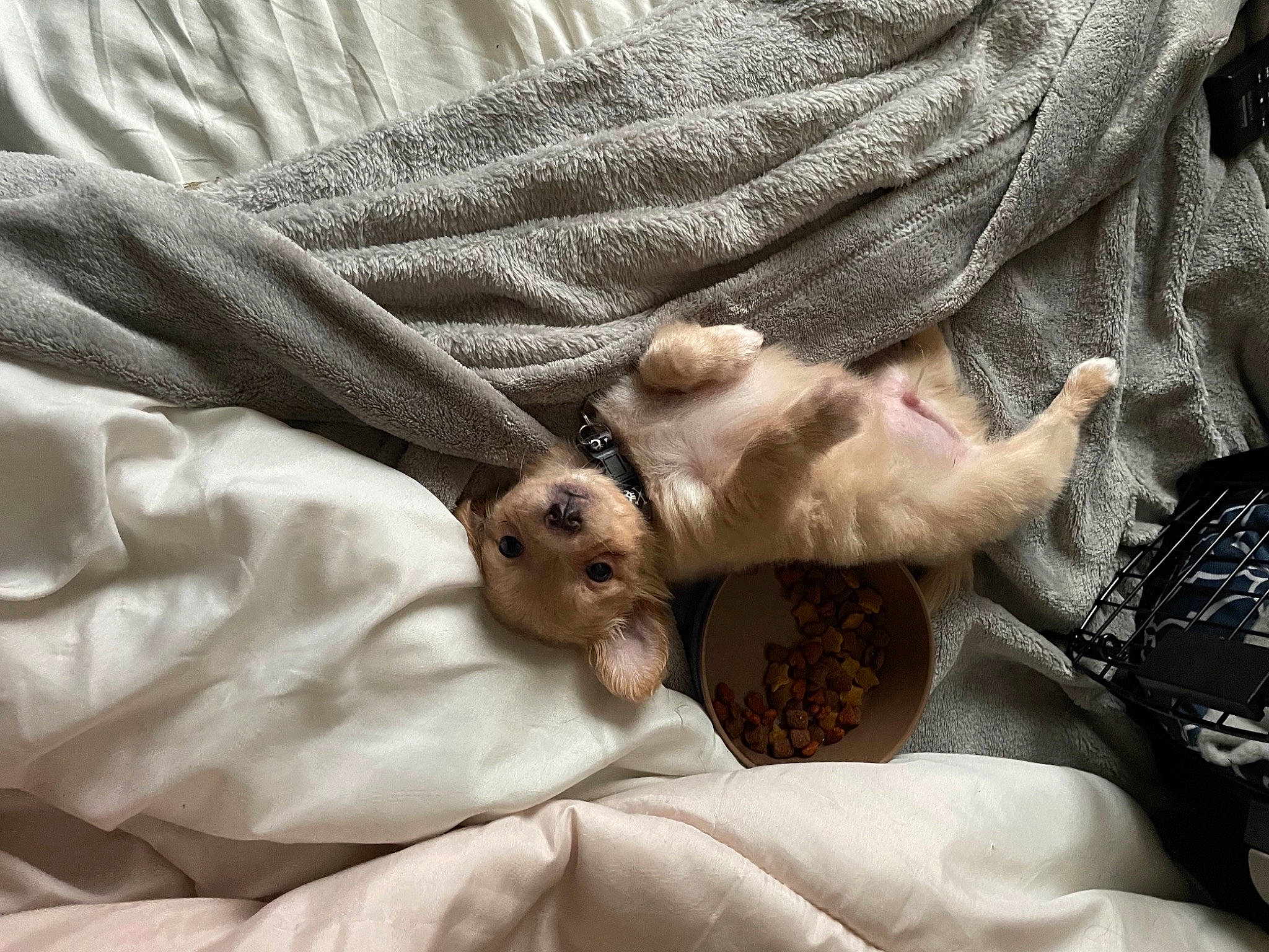 Mickey joined the competition — help win amazing prizes! bed, bedding, brown, canidae, carnivore, cat, comfort, companion_dog, couch, dog_breed, fawn, felidae, fur, grey, linens, nap, remote_control, small_to_medium_sized_cats, sporting_group, whiskers