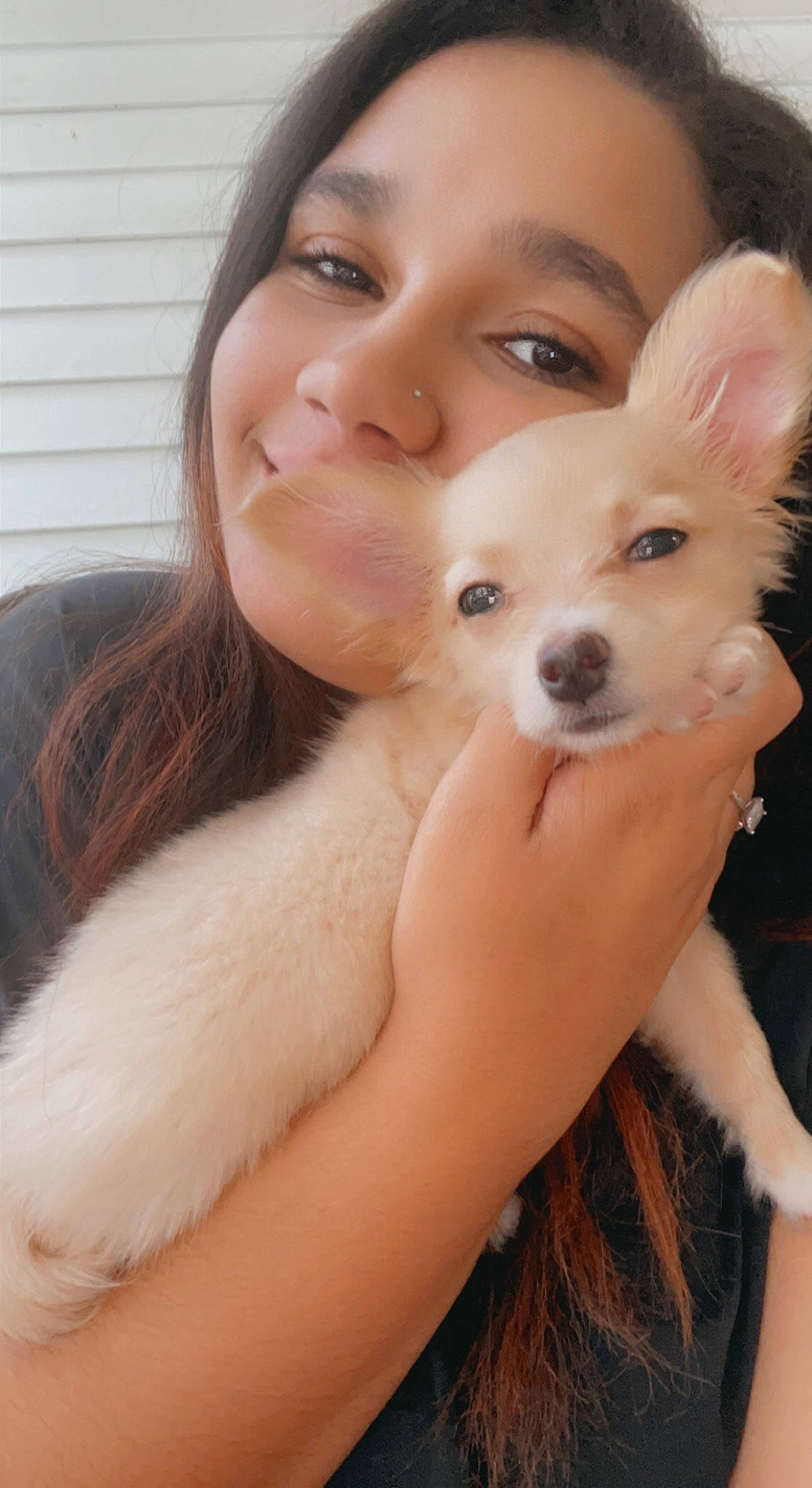 Mickey is registered to the contest to win money with this photo: beauty, carnivore, companion_dog, dog, dog_breed, ear, eyelash, fawn, finger, gesture, happy, jaw, neck, nose, organ, smile, snout, toy, toy_dog, whiskers