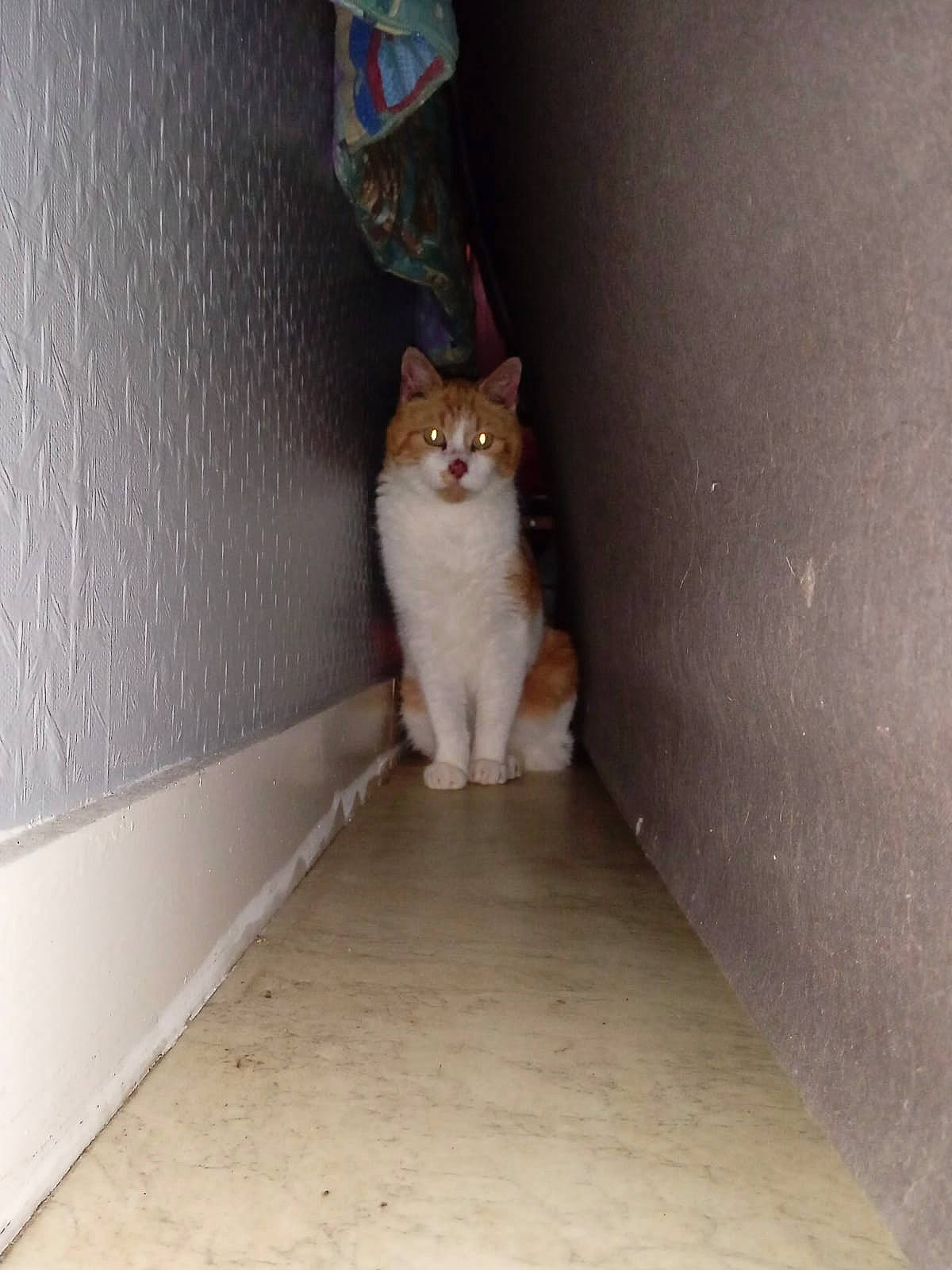 Petit Minou a rejoint le concours — aidez-le/la à gagner de superbes lots ! carnivore, cat, ceiling, domestic_short_haired_cat, fawn, felidae, floor, flooring, fur, grey, hardwood, plant, plaster, small_to_medium_sized_cats, snout, stairs, tail, whiskers, window, wood