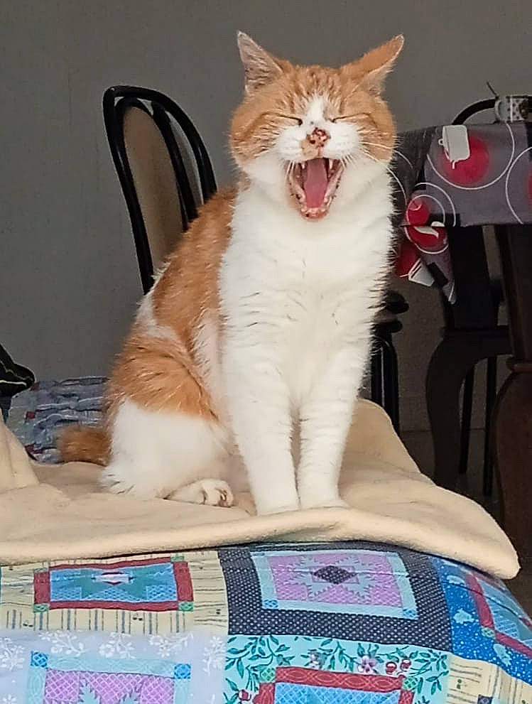 Petit Minou a rejoint le concours — aidez-le/la à gagner de superbes lots ! carnivore, cat, chair, comfort, domestic_short_haired_cat, eye, fang, felidae, foot, fur, linens, paw, photo_caption, sitting, small_to_medium_sized_cats, tail, whiskers, window