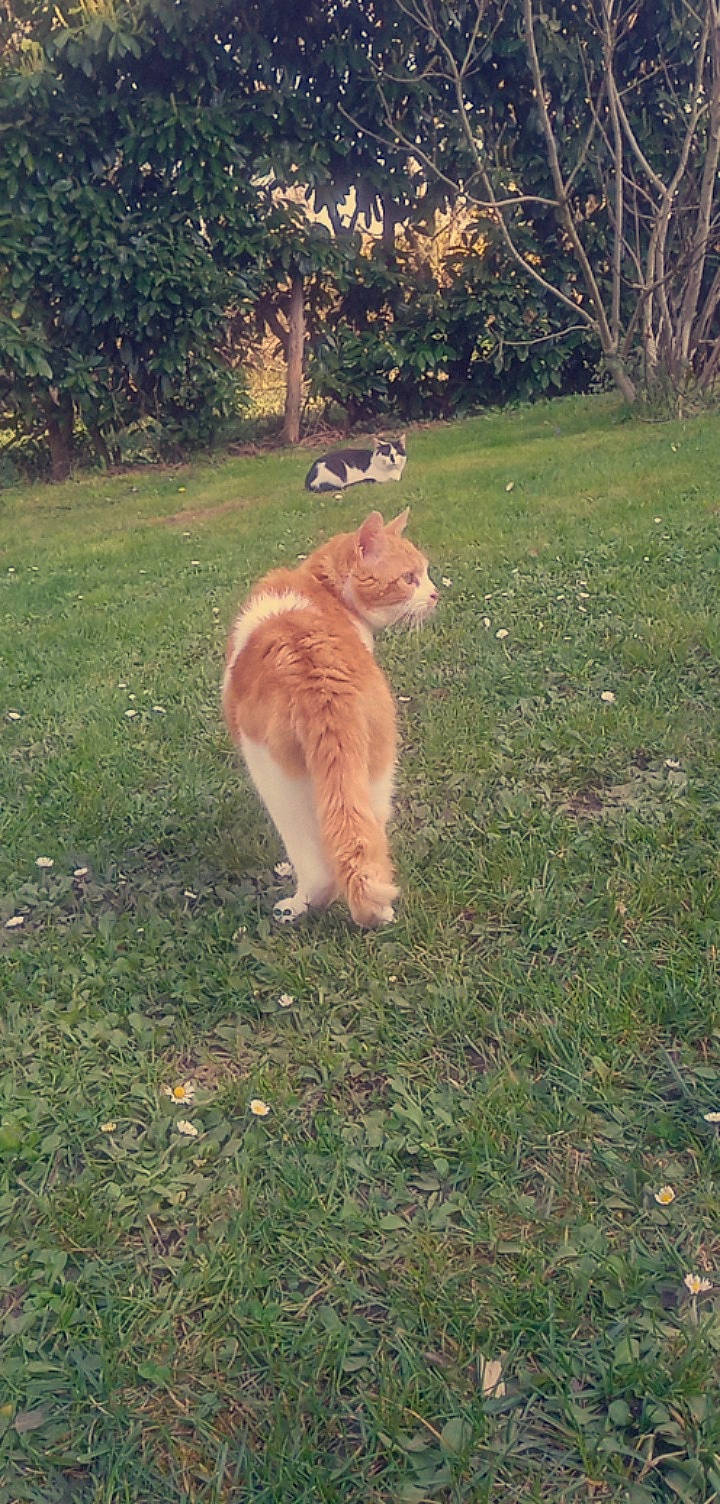 Petit Minou a rejoint le concours — aidez-le/la à gagner de superbes lots ! canidae, carnivore, cat, companion_dog, dog_breed, fawn, felidae, fur, grass, pasture, plant, small_to_medium_sized_cats, snout, sporting_group, tail, terrestrial_animal, tree, whiskers, wildlife, wood