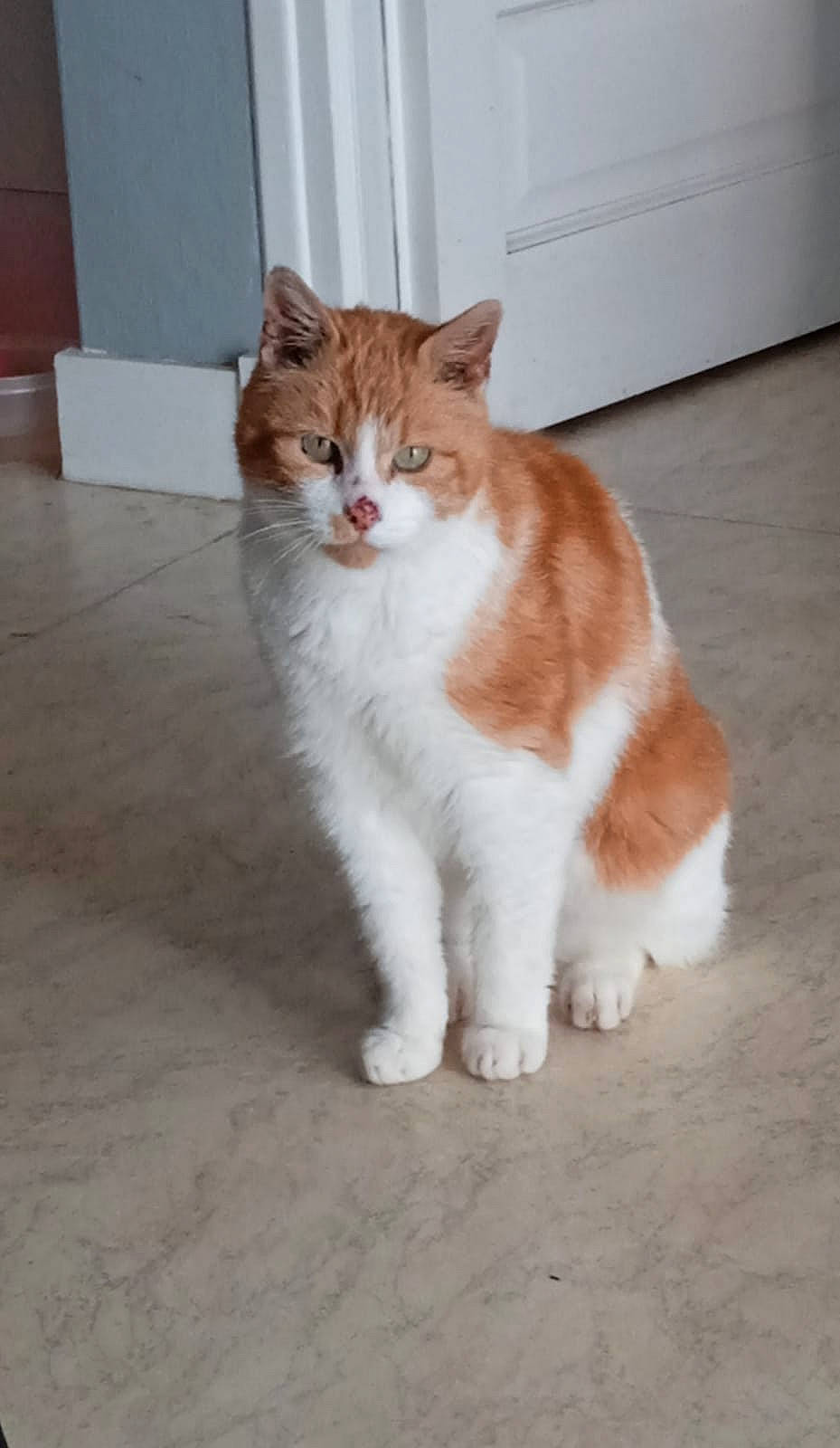 Petit Minou participe au concours pour gagner de l'argent avec cette photo : carnivore, cat, domestic_short_haired_cat, eye, fawn, felidae, flooring, foot, fur, head, human_body, human_leg, paw, sitting, small_to_medium_sized_cats, snout, tail, terrestrial_animal, whiskers, wood