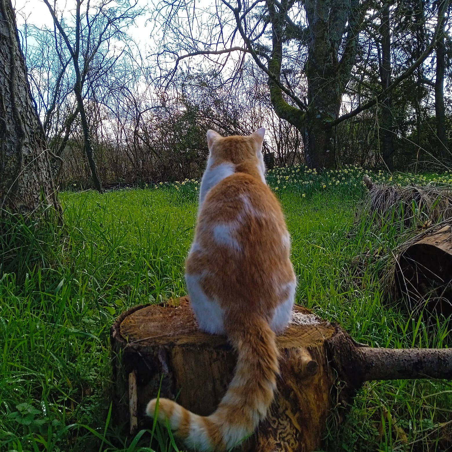 Neko a rejoint le concours — aidez-le/la à gagner de superbes lots ! carnivore, dog_breed, fawn, felidae, forest, fur, grass, grass_family, grassland, landscape, natural_landscape, plant, sky, small_to_medium_sized_cats, tail, terrestrial_animal, tree, trunk, whiskers, wood