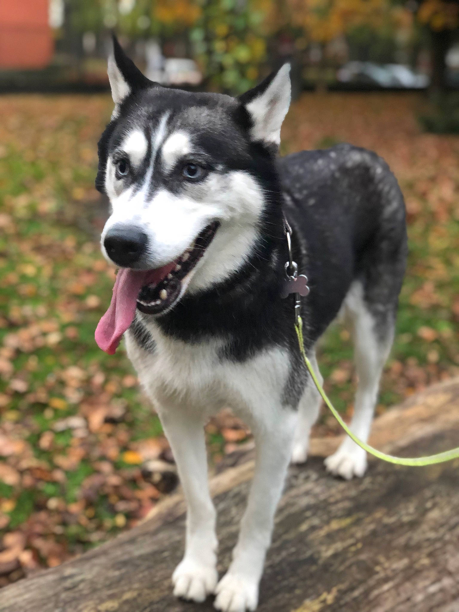 Mila a rejoint le concours — aidez-le/la à gagner de superbes lots ! ancient_dog_breeds, canidae, carnivore, collar, companion_dog, dog, dog_breed, grass, plant, recreation, siberian_husky, sled_dog, snout, sporting_group, terrestrial_animal, working_animal, working_dog