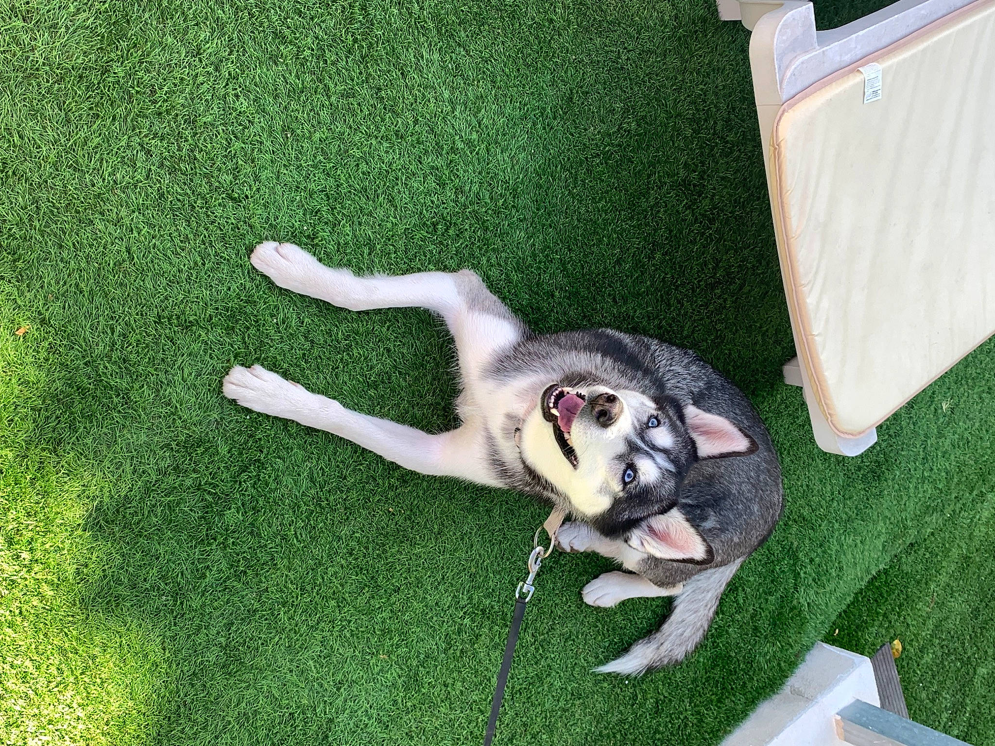 Mila participe au concours pour gagner de l'argent avec cette photo : canidae, carnivore, companion_dog, dog, dog_breed, fawn, grass, lawn, non_sporting_group, sporting_group, tail