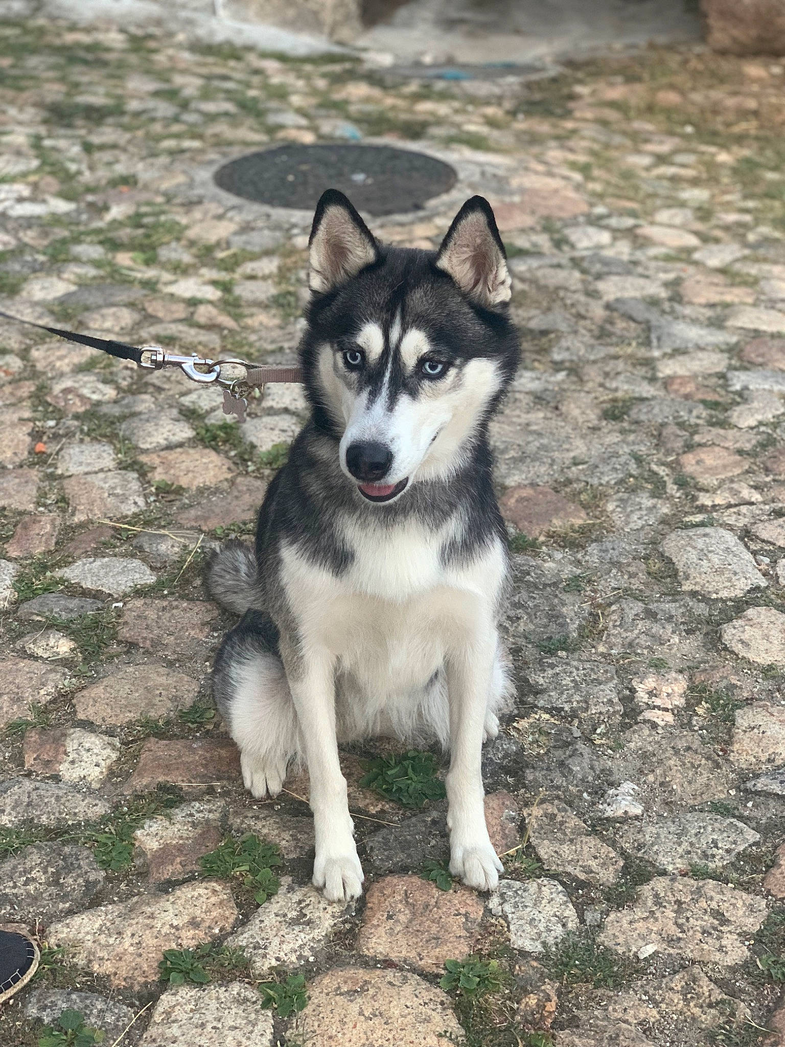 Mila participe au concours pour gagner de l'argent avec cette photo : ancient_dog_breeds, canidae, carnivore, companion_dog, dog, dog_breed, grass, non_sporting_group, siberian_husky, sled_dog, snout, sporting_group, tail, terrestrial_animal, wildlife, working_animal, working_dog