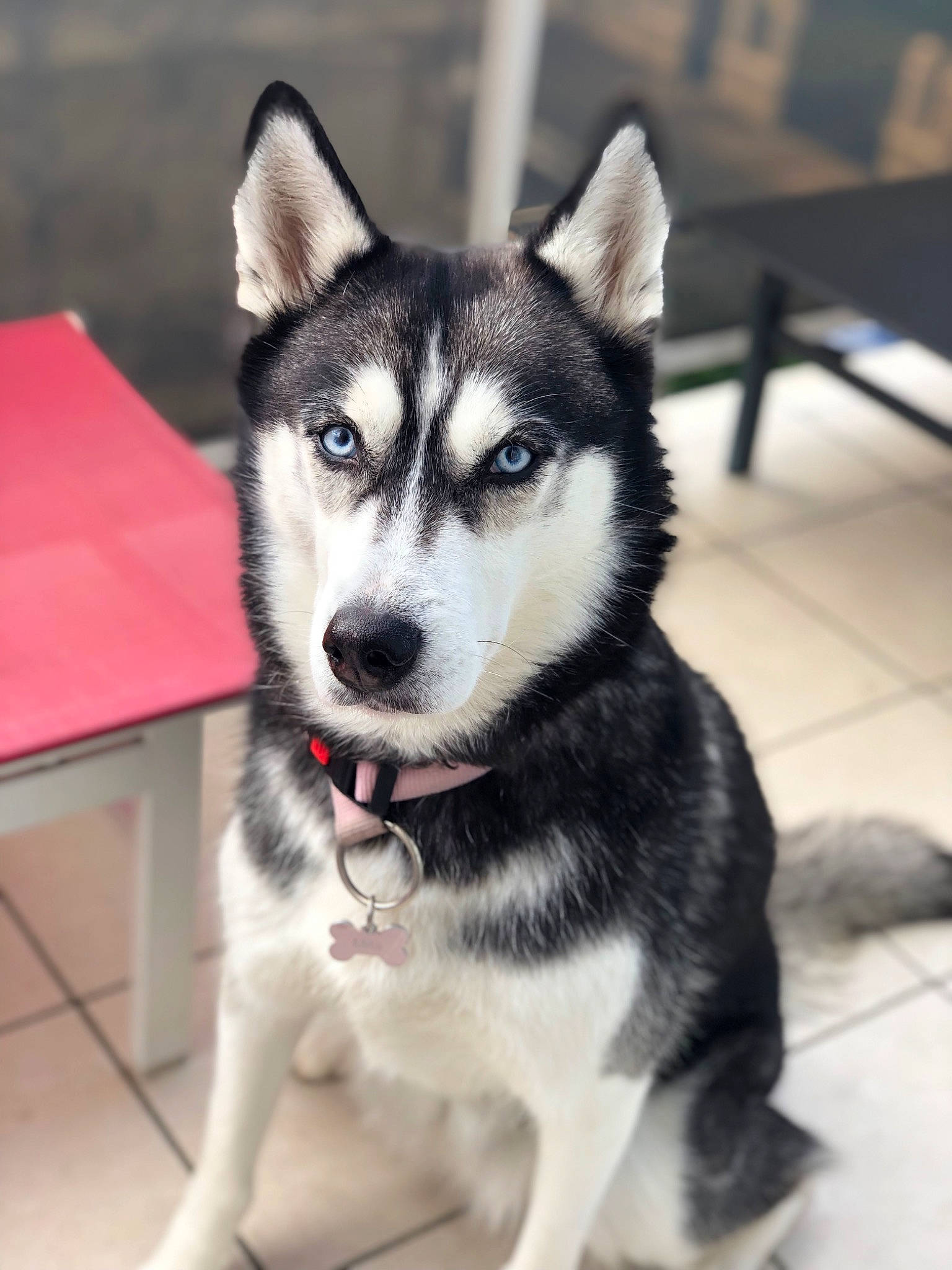 Mila participe au concours pour gagner de l'argent avec cette photo : ancient_dog_breeds, canidae, canis, carnivore, companion_dog, dog, dog_breed, eye, flooring, fur, non_sporting_group, siberian_husky, sled_dog, snout, terrestrial_animal, whiskers, working_animal, working_dog
