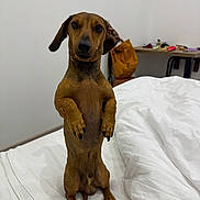 Snoopy participe au concours pour gagner de l'argent avec cette photo : dog, dachshund, brown_dog, standing, upright_pose, floppy_ears, long_body, short_legs, pet, animal, bed, bedroom, white_bedding, paws, portrait, indoors, furniture, desk, backpack, funny_pose
