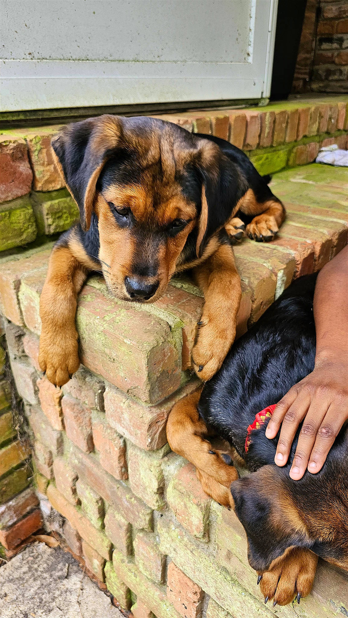 Harley Quinn is registered to the contest to win money with this photo: ancient_dog_breeds, brick, brickwork, canidae, carnivore, companion_dog, dog, dog_breed, fawn, guard_dog, plant, snout, sporting_group, tree, vertebrate, working_animal, working_dog