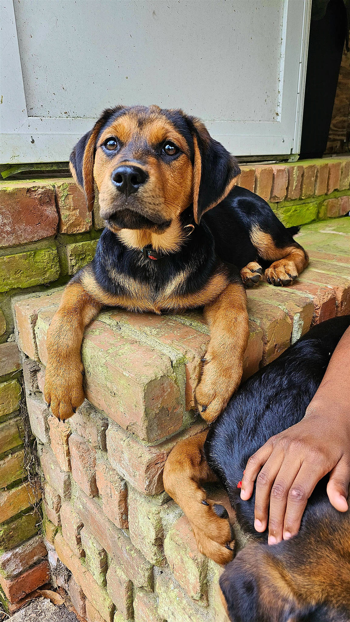 Harley Quinn is registered to the contest to win money with this photo: ancient_dog_breeds, art, brick, brickwork, carnivore, companion_dog, dog, dog_breed, dog_collar, fawn, fur, hound, hunting_dog, liver, pet_supply, snout, sporting_group, terrestrial_animal, working_animal, working_dog