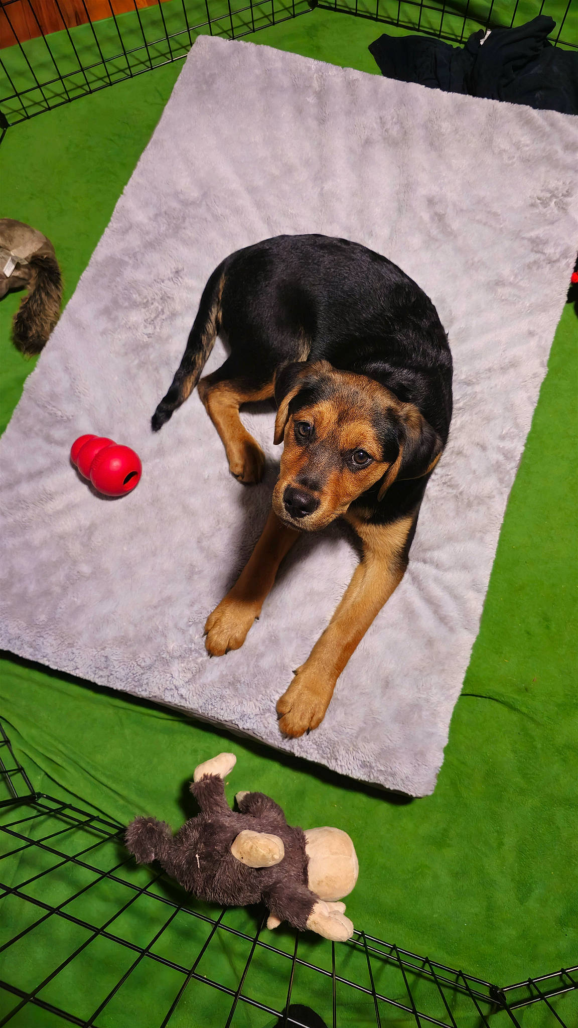 Harley Quinn is registered to the contest to win money with this photo: canidae, carnivore, companion_dog, dog, dog_breed, dog_supply, grass, green, guard_dog, pinscher, recipe, recreation, sporting_group, toy_dog, working_animal, working_dog