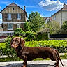 dog, dachshund, brown_dog, pet, outdoor, sunny, blue_sky, clouds, house, garden, greenery, hedge, concrete, shadow, canine, animal, daylight, nature, backyard, residential