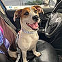Charlie joined the competition — help win amazing prizes! dog, pet, car_interior, leash, seat, happy, canine, animal, smiling, collar, black_leather_seat, window, steering_wheel, door, seatbelt, side_mirror, sunlight, car, vehicle, sitting