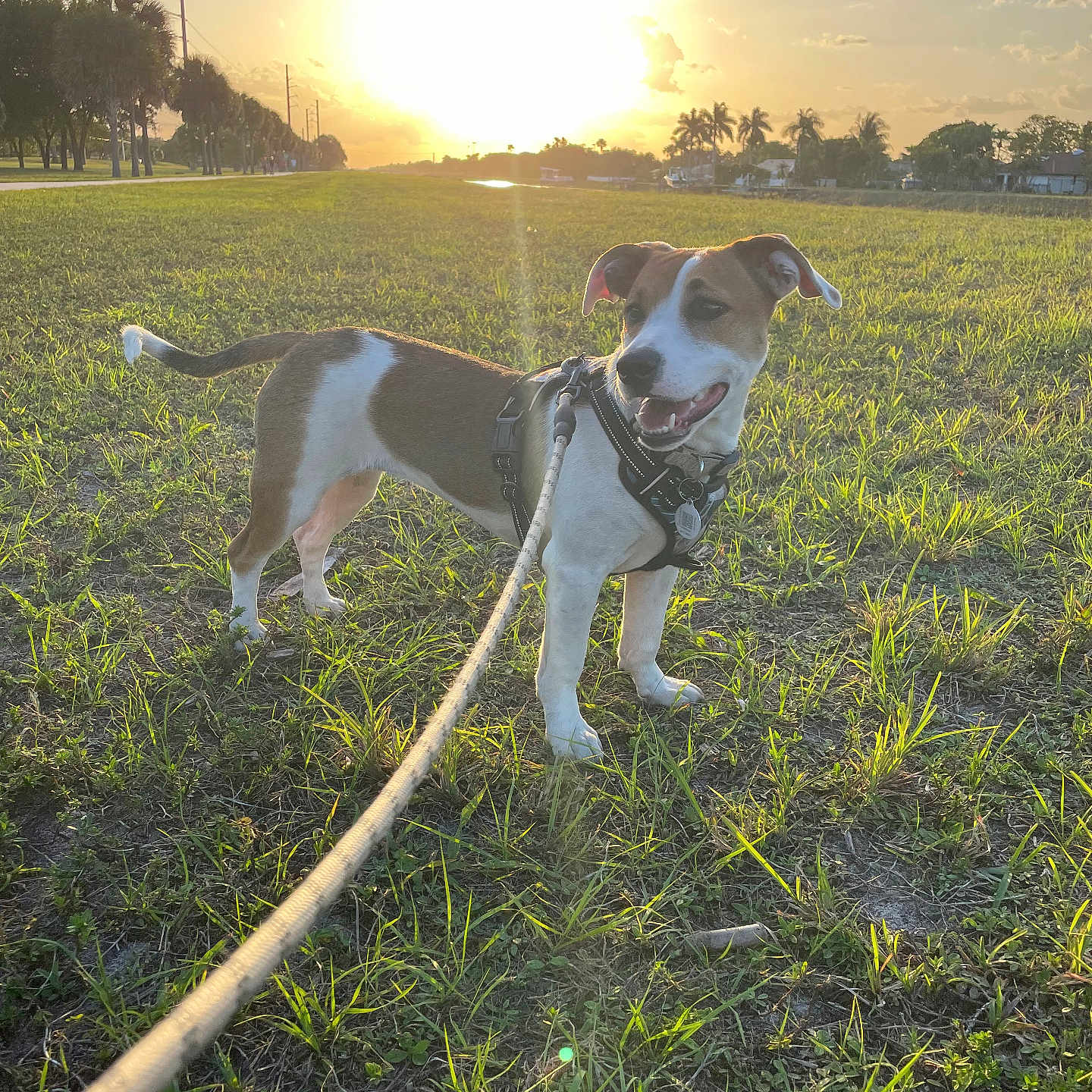 Charlie is registered to the contest to win money with this photo: animal, clouds, daylight, dog, field, grass, greenery, happy, harness, landscape, leash, nature, outdoor, pet, sky, suburb, sun, sunset, trees, walking
