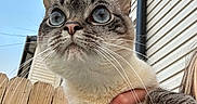 Jellybean joined the competition — help win amazing prizes! cat, animal, pet, wide_eyes, close_up, hand, rings, fence, house_siding, outdoor, blue_sky, whiskers, fur, mammal, cute, curious, portrait, holding, person, daylight