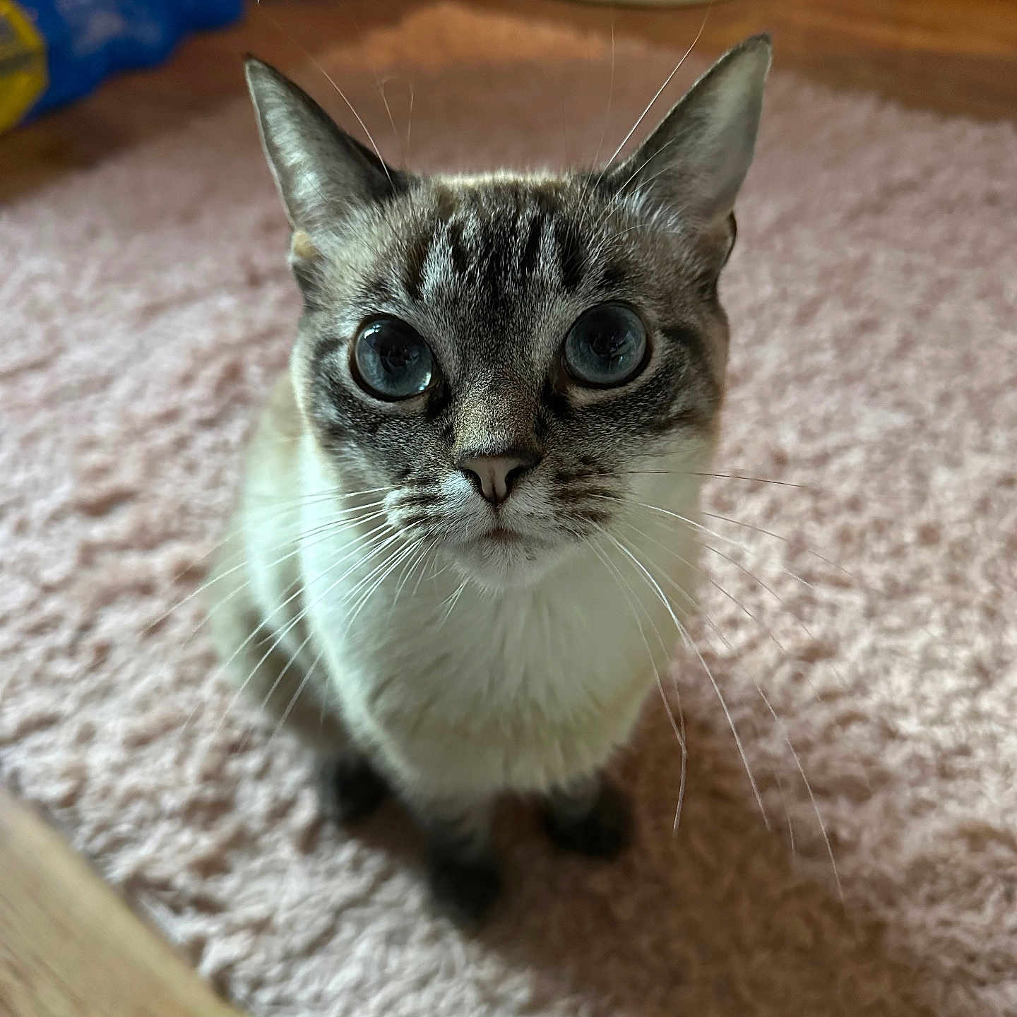 Jellybean joined the competition — help win amazing prizes! cat, indoor, carpet, pink_carpet, wide_eyes, curious, animal, pet, whiskers, feline, ears, floor, water_bottle_pack, wooden_floor, close_up, fur, mammal, domestic_animal, looking_up, sitting