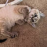 Jellybean joined the competition — help win amazing prizes! kitten, cat, pet, fur, carpet, indoor, cute, playful, paws, eyes, whiskers, collar, animal, feline, young, lying_down, curious, domestic, home, cozy