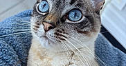 Jellybean joined the competition — help win amazing prizes! animal, blanket, blue_eyes, cat, close_up, cozy, curious, cute, domestic_cat, ears, face, feline, fur, indoor, looking_up, nose, pet, portrait, soft_light, whiskers