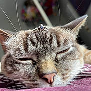 Jellybean joined the competition — help win amazing prizes! cat, sleeping, close_up, crown, pet, whiskers, fur, animal, resting, indoor, cozy, cute, relaxed, face, ears, pink_nose, domestic_cat, soft_texture, feline, portrait