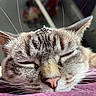 cat, sleeping, close_up, crown, pet, whiskers, fur, animal, resting, indoor, cozy, cute, relaxed, face, ears, pink_nose, domestic_cat, soft_texture, feline, portrait