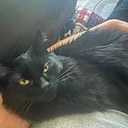 Onyx Welicki joined the competition — help win amazing prizes! animal, arm, black_cat, blanket, cat, close_up, cozy, cushion, domestic_cat, feline, fur, home, indoor, person, pet, relaxing, resting, sleepy, whiskers, yellow_eyes