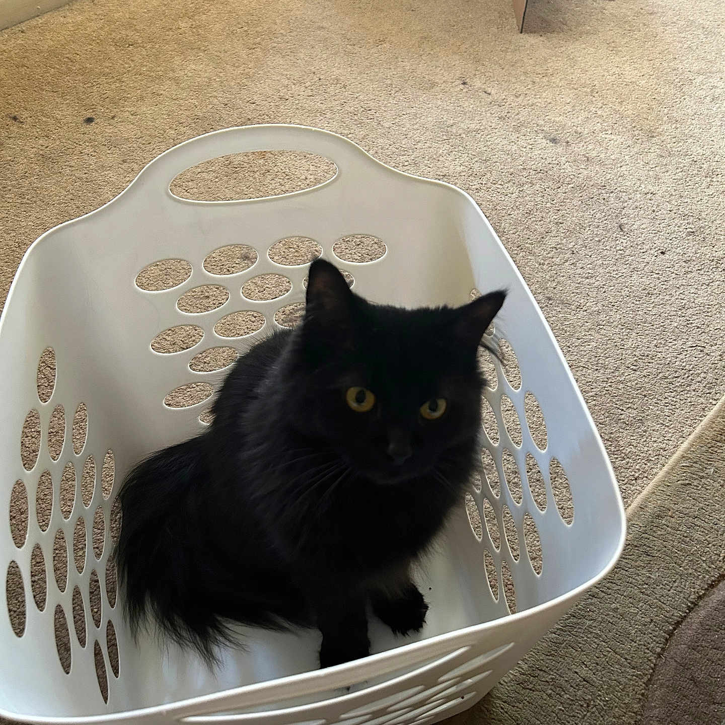 Onyx Welicki is registered to the contest to win money with this photo: animal, black_cat, cardboard_box, carpet, cat, curious, cute, domestic_cat, feline, floor, fur, household, indoor, laundry_basket, mammal, pet, plastic, scratching_post, sitting, yellow_eyes