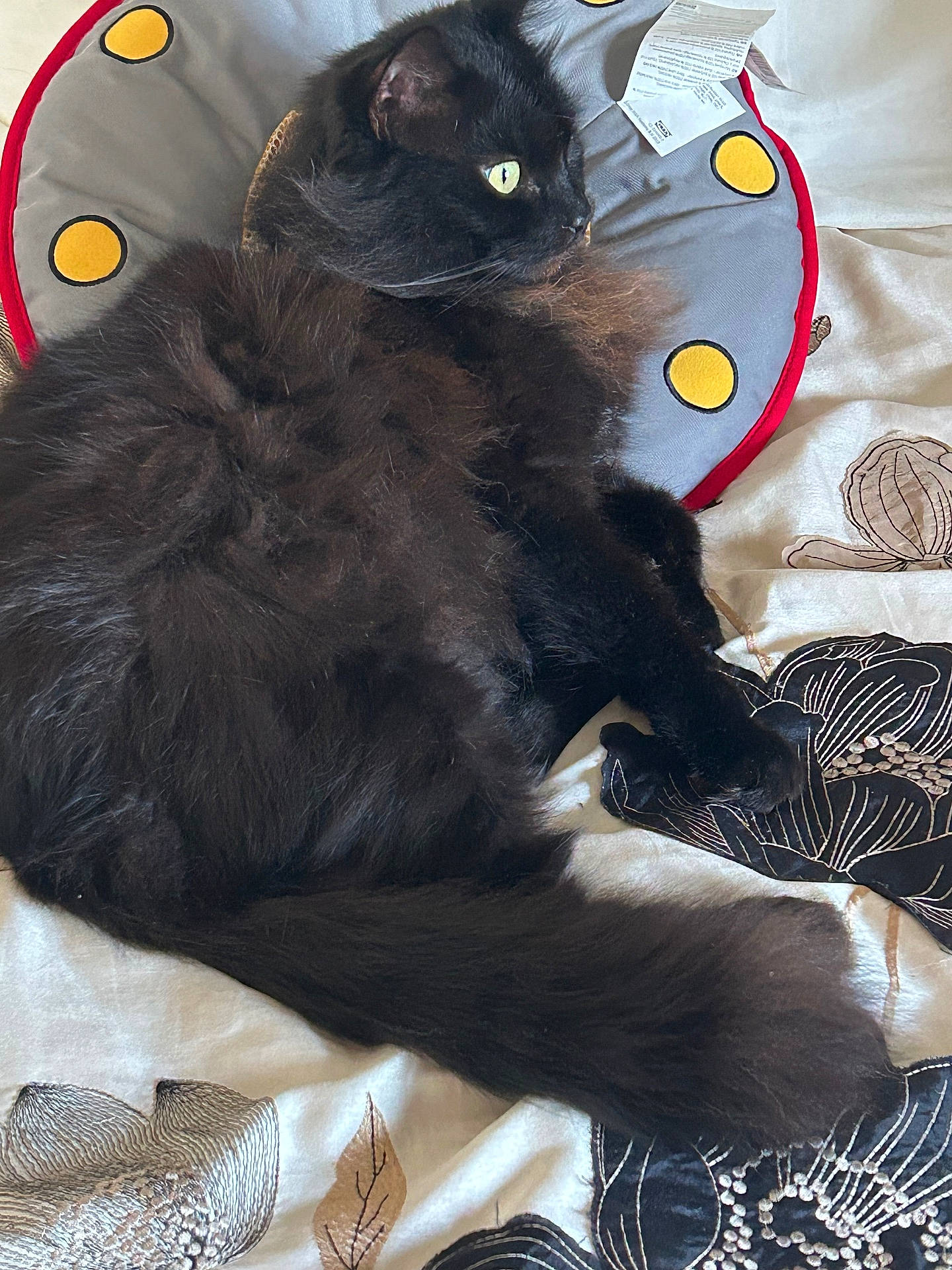 Maxwell is registered to the contest to win money with this photo: alert, animal, bedspread, black_cat, cute, feline, fluffy_fur, green_eyes, home, indoor, patterned_bedspread, pet, pillow, relaxed, resting, sleepy, soft_texture, tail, whiskers, yellow_dots