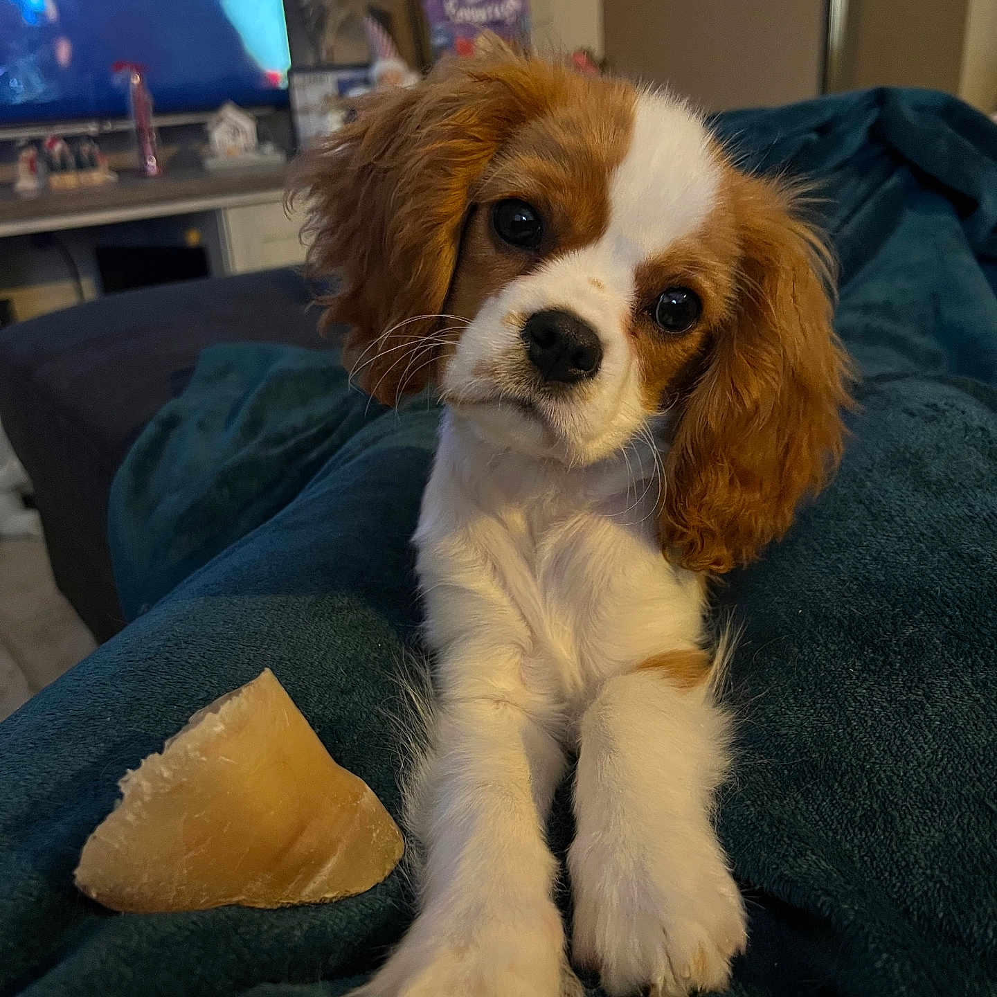 Lola participe au concours pour gagner de l'argent avec cette photo : animal, architecture, building, canine, cockerspaniel, computerhardware, couch, dog, electronics, furniture, hardware, indoors, livingroom, monitor, person, pet, puppy, room, screen, tv