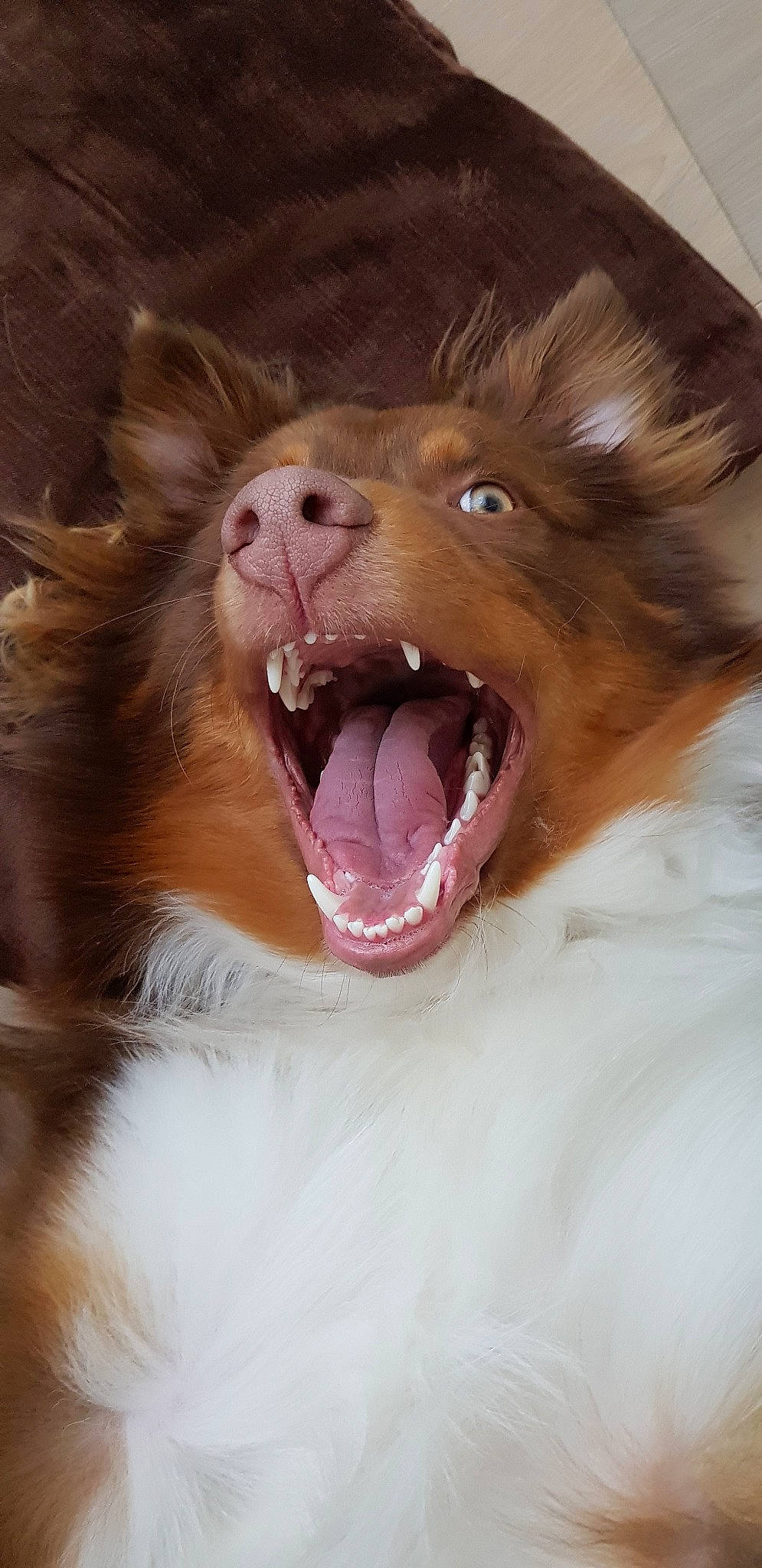 Pharaon participe au concours pour gagner de l'argent avec cette photo : australian_shepherd, canidae, carnivore, collie, dog, dog_breed, facial_expression, fang, fur, mammal, mouth, organ, rough_collie, scotch_collie, shetland_sheepdog, snout, tongue, tooth, whiskers, yawn