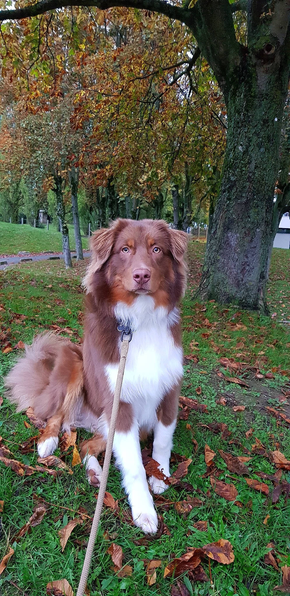 Pharaon participe au concours pour gagner de l'argent avec cette photo : australian_collie, australian_shepherd, canidae, carnivore, companion_dog, dog, dog_breed, liver, mammal, miniature_australian_shepherd, nova_scotia_duck_tolling_retriever, sporting_group, vertebrate