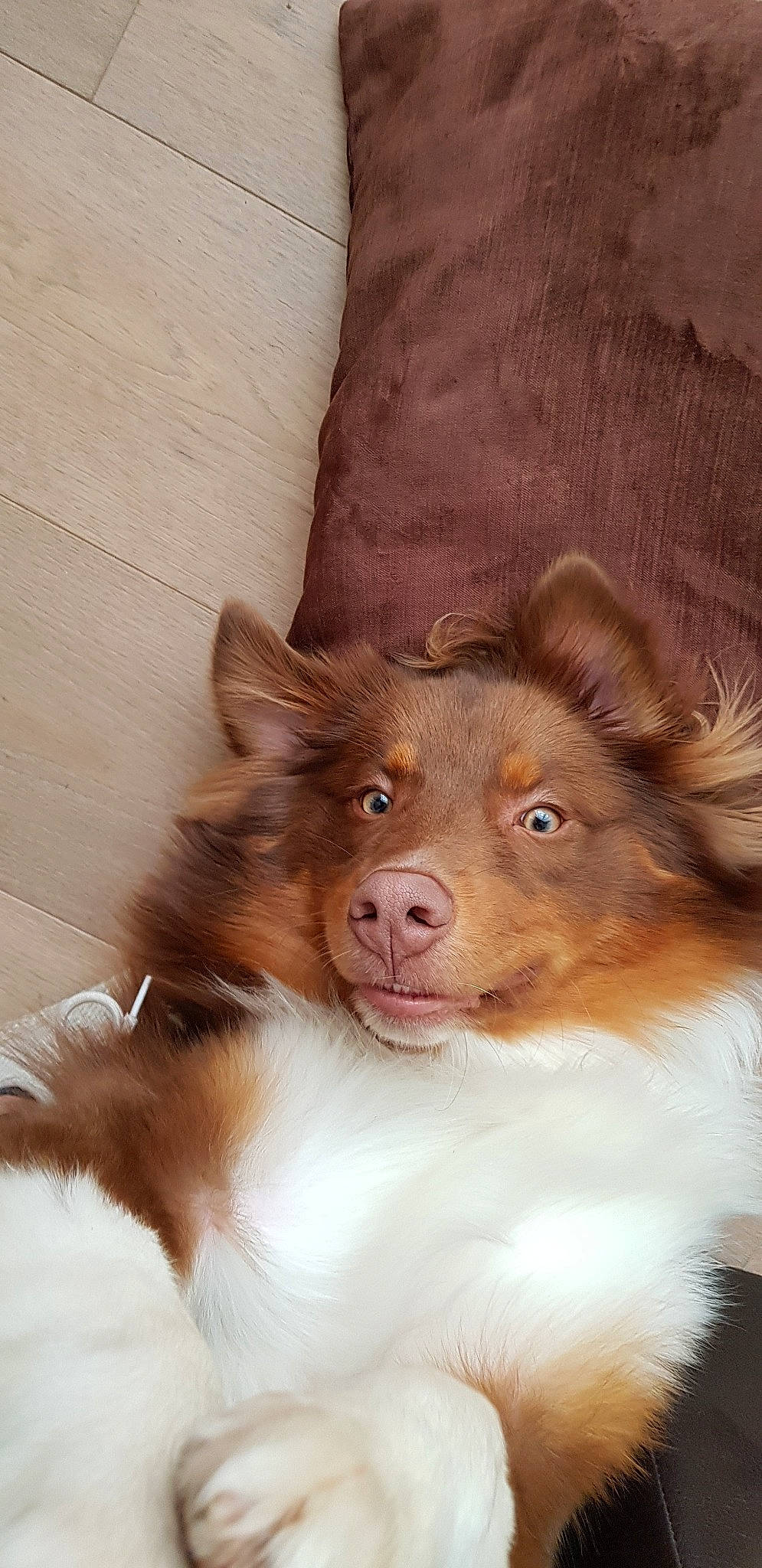 Pharaon participe au concours pour gagner de l'argent avec cette photo : australian_collie, australian_shepherd, canidae, carnivore, collie, companion_dog, dog, dog_breed, fur, herding_dog, mammal, miniature_australian_shepherd, rough_collie, scotch_collie, shetland_sheepdog, sporting_group, vertebrate, whiskers