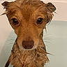 Pheonix joined the competition — help win amazing prizes! dog, wet_dog, bathtub, pet, animal, fur, water, bath_time, cute, eyes, indoors, canine, portrait, looking, expression, small_dog, brown_fur, water_droplets, head, face