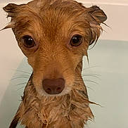 Pheonix is registered to the contest to win money with this photo: dog, bathtub, wet, pet, animal, brown_fur, water, cute, looking_up, indoors, small_dog, ears, nose, fur, bath, expression, face, close_up, pet_care, domestic_animal