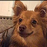 Pheonix is registered to the contest to win money with this photo: dog, brown_fur, pet, indoor, couch, ears, snout, collar, fur, animal, closeup, cute, expression, domestic, face, sitting, home, comfort, looking_away, text_overlay