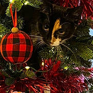 Bridget is registered to the contest to win money with this photo: animal, calico_cat, cat, celebration, christmas_tree, closeup, curious, decorations, face, feline, festive, greenery, holiday, indoor, lights, nature, ornament, pet, red_tinsel, whiskers
